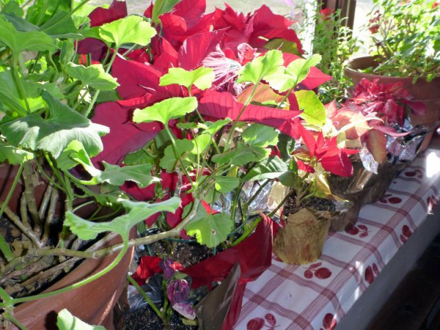 2012ascensionanniversary022